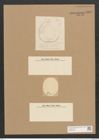 Campylodiscus adriaticus Grun. (de-Toni-Nr.: Genus 57, Species 2468) Zeichnungen Sammlung Grunow Nr. 4968 (NHMW-BOT-W0373196)